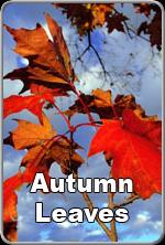 AutumnLeaves