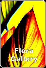 FloraGallery